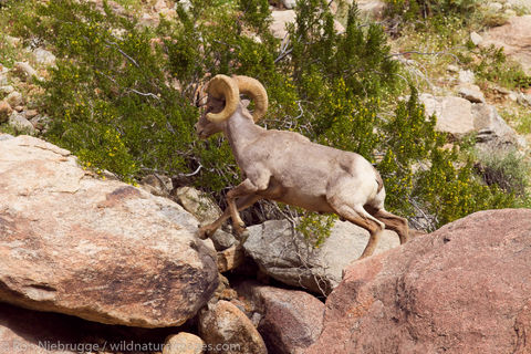 Peninsular Desert Bighorn Sheep