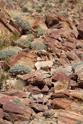 Peninsular Desert Bighorn Sheep