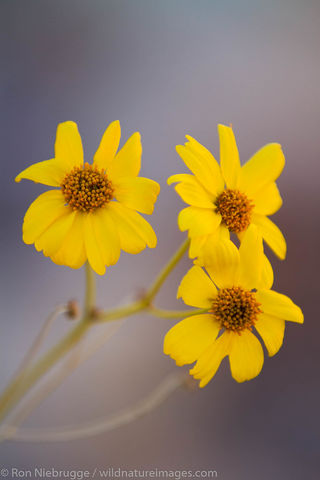 Anza-Borrego