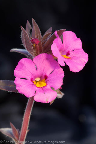 Anza-Borrego