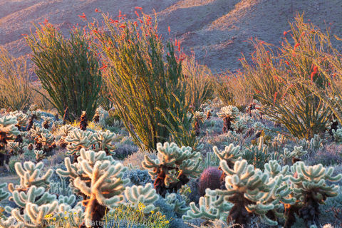 Cactus Wildflowers