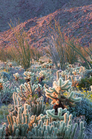Anza-Borrego