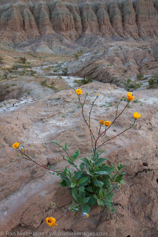 Anza-Borrego