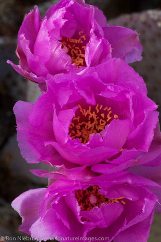 Anza-Borrego