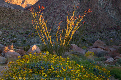 Anza-Borrego