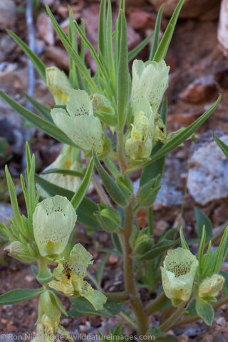 Anza-Borrego