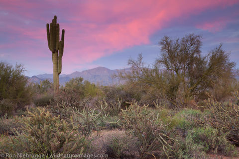 McDowell Mountain Regional Park