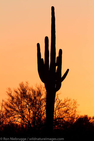 Tonto National Forest
