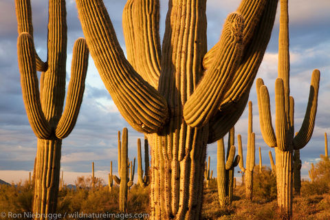 Saguaro Cactus