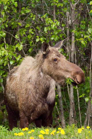 Moose