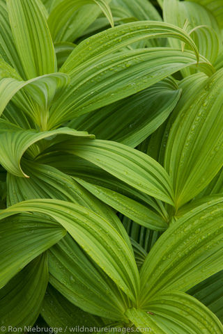 False Hellebore