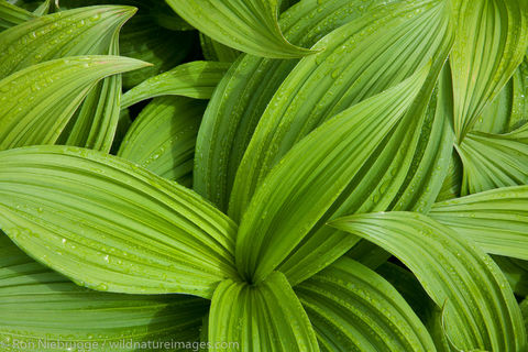 False Hellebore