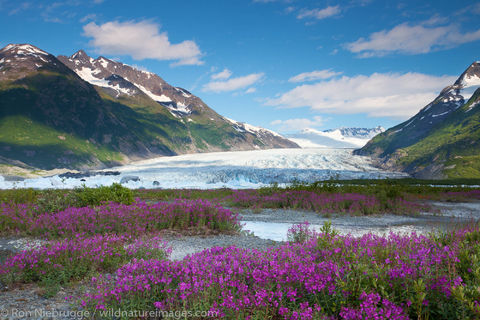 Fireweed field and the Spencer Glacier