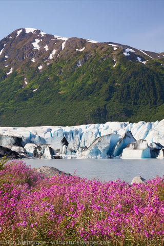 Fireweed field and the Spencer Glacier