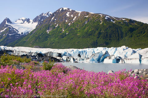 Fireweed field and the Spencer Glacier