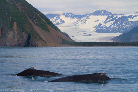 Humpback Whales
