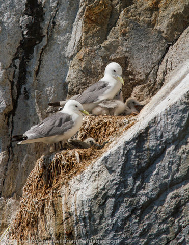 Nesting Black-legged Kittiwakes