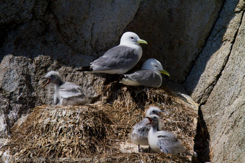 Nesting Black-legged Kittiwakes