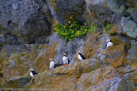 Horned Puffin