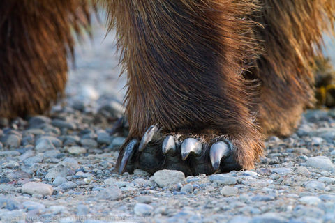 Brown Bear Claws