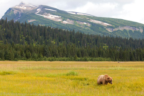 Brown Bear