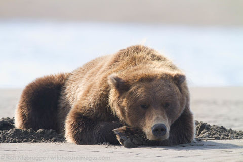 Brown Bear