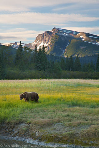 bear at Lake Clark N.P.
