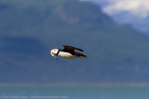 Horned Puffin