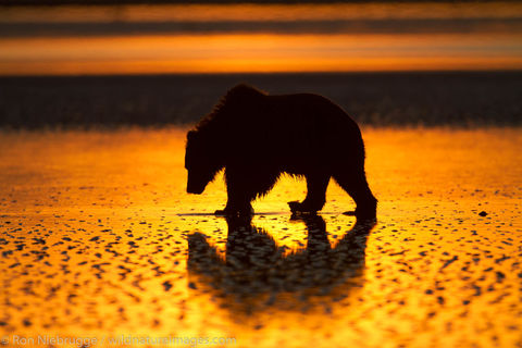 Brown Bear Sunrise