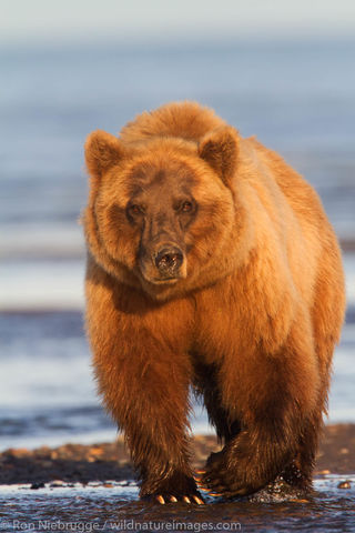 Brown Bear