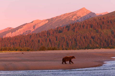 Brown Bear