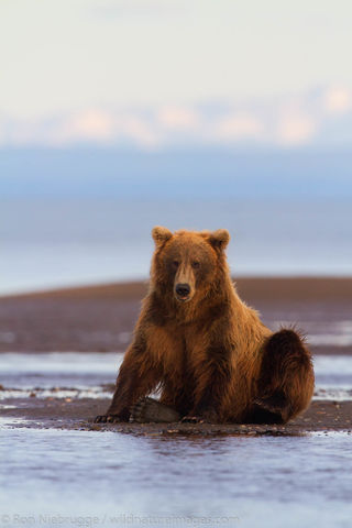 Brown Bear
