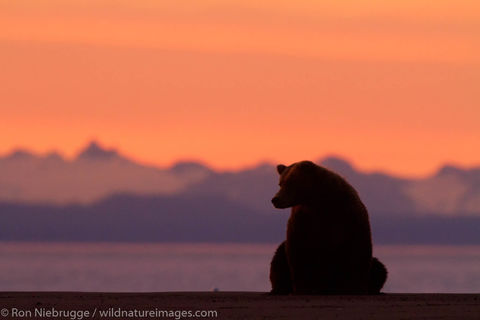 Brown Bear