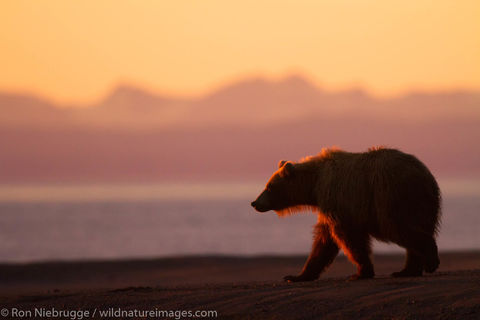 Brown Bear