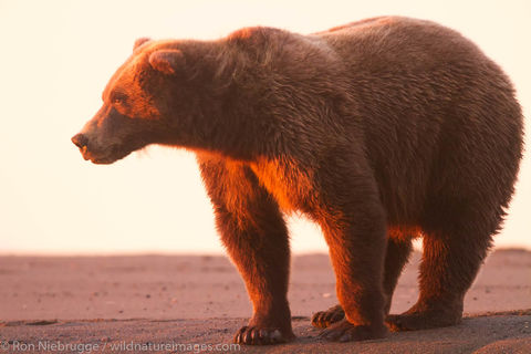 Brown Bear