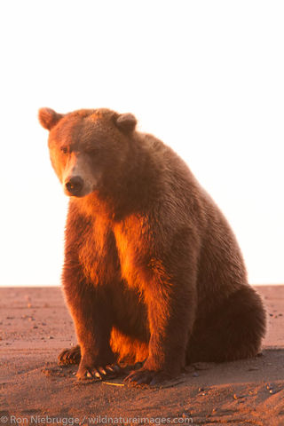 Brown Bear