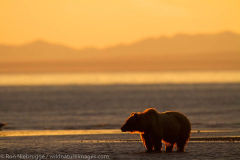 Brown Bear