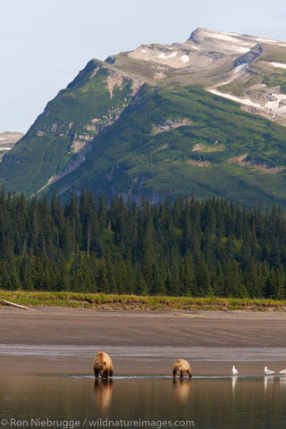 Brown Bear