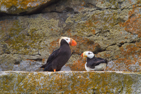 Horned and Tufted Puffin