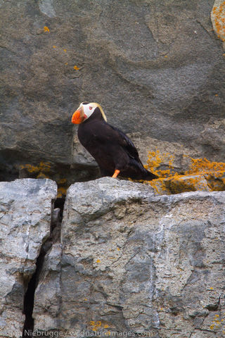 Tufted Puffin