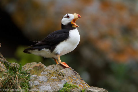 Horned Puffin