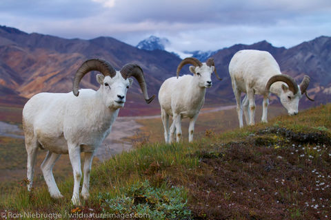 Dall's Sheep