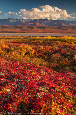 Denali in Autumn