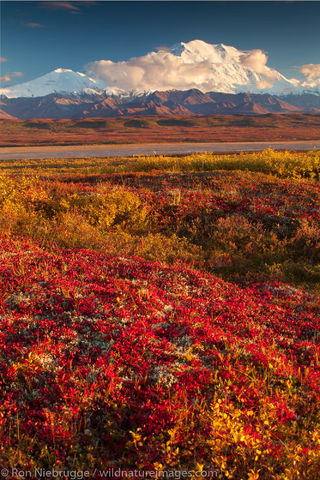 Autumn in Denali National Park