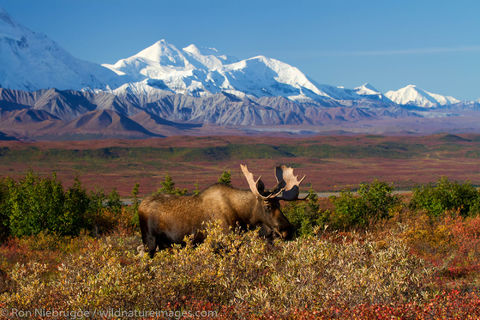 Bull Moose