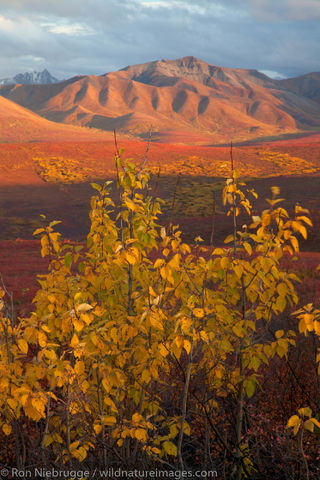 Autumn, Denali National Park