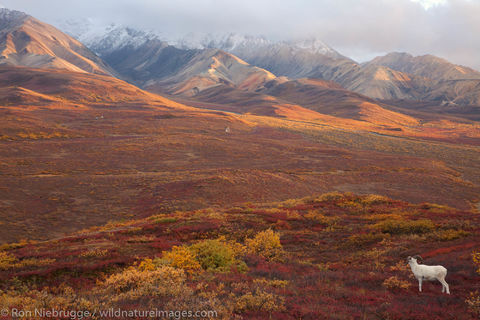 Dall Sheep, Denali National Park