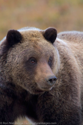 Grizzly, Denali National Park