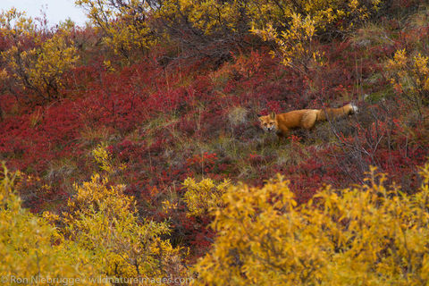 Red Fox, Denali National Park