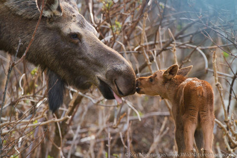 Cow and Calf Moose